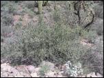 Click on one of the size names below to enlarge this image
